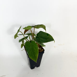 Anthurium ('Zara'/'Michelle')/luxurians x papillilaminum SL #1 [#2080]