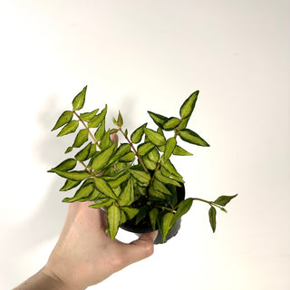 Hoya bella 'Luis Bois' [#2177]