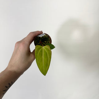 Anthurium 'Amelia's Delight' x 'Delta Force' - Seedling [#1657]