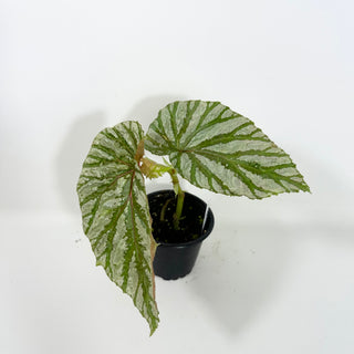 Begonia brevirimosa (Silver Form) [#2092]