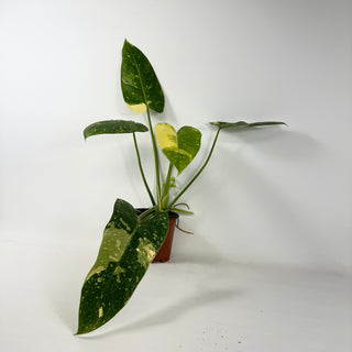 Philodendron 'Jose Buono' (Texas Form) [#2433]