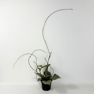 Hoya mitrata (silver) [#1729]