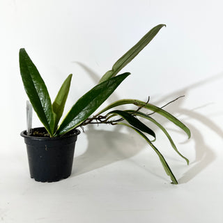 Hoya sulawesiana albo marginata [#2148]