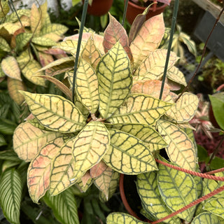 Hoya callistophylla