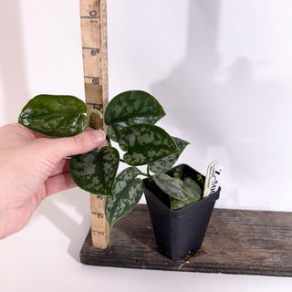 Z-5001 - Scindapsus pictus 'Black Mamba'