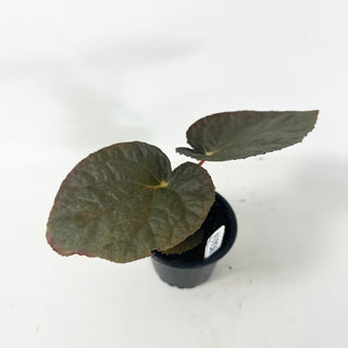 Begonia 'Steve's Leaves Black Hole Sun' [#1926]