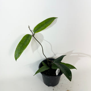 Hoya flavenscens IML 1117 [#2190]