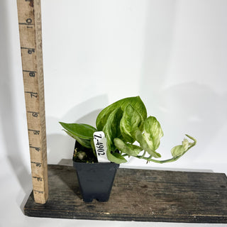 Z-4909 - Scindapsus treubii 'Moonlight Mint'