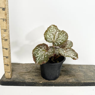 Begonia 'Island Magic' [#2149]