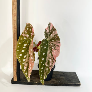 Begonia maculata (Variegated) [#2014]
