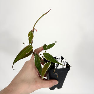 Z-4704 - Philodendron hederaceum ‘Micans Halo’