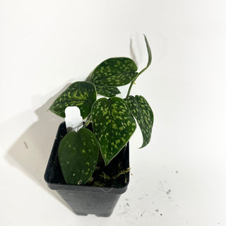 Scindapsus pictus "Green Form" (Hassk) [#2013]