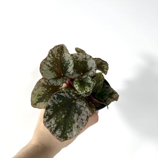 Begonia sykakiengii [#2168]