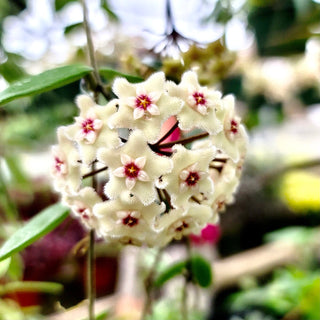 Hoya 'Mathilde' - 6" Hanging Bakset