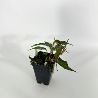 Z-4542 - Philodendron hederaceum ‘Micans Halo’