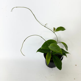 Z-5229 - Hoya persiciana