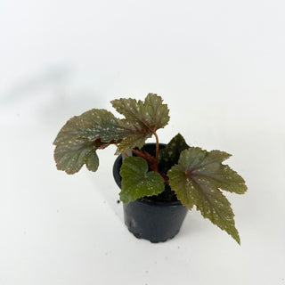 Begonia 'Gryphon' [#2135]