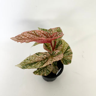 Begonia 'Snow Capped' (Variegated) [#1698]