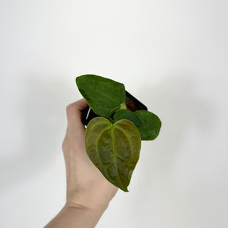 Anthurium 'Queen of Hearts' x 'Arnold Schwarzenegger' [#2078]