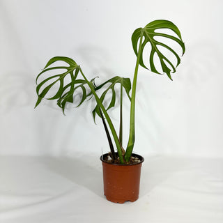 Monstera 'Burle Marx Flame' (Non-TC) [#1432]
