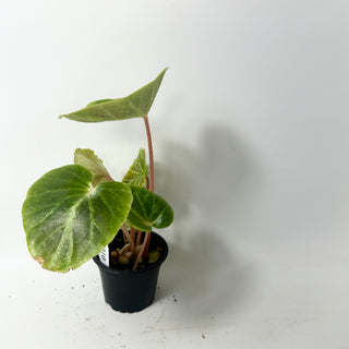 Begonia chingipengii [#2010]
