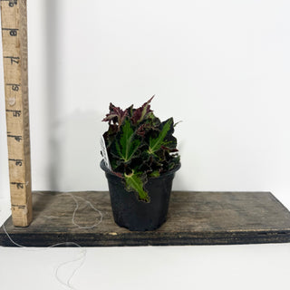 Begonia 'Texas Red Star' [#2052]