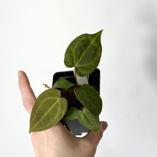 Anthurium SKG red crystallinum x 'Amelia's Delight' [#1671]