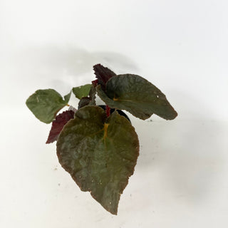 Begonia 'Steve's Leaves Bloodmoon' [#1928]