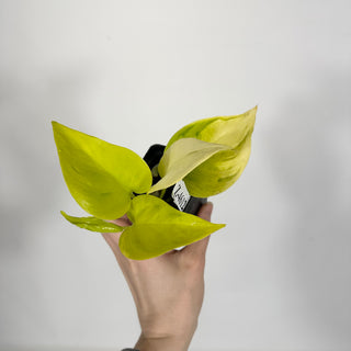Z-4612 - Epipremnum aureum 'Champs-Élysées'
