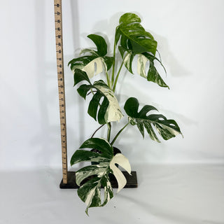 Z-4693 - Monstera deliciosa var. borsigiana albo-variegata