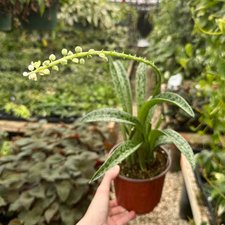 Drimiopsis kirkii (Giant Squill) - 5.5" Pot