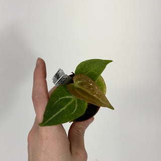 Anthurium 'Blue Velvet' x self - 2 Seedlings [#1513]