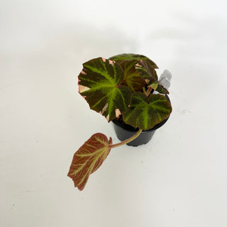 Begonia soli-mutata (variegated) [#2309]