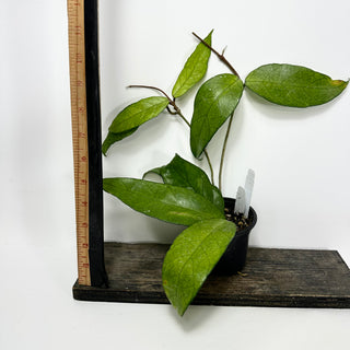 Hoya sp. Lai Chau Forest [#1612]