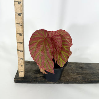 Z-4753 - Begonia "Crazy Pink" **NEW Release**