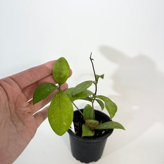 Hoya elmeri (splash) [#2184]