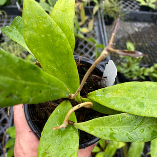 Hoya sp. Estrella Waterfalls (IML 1256)