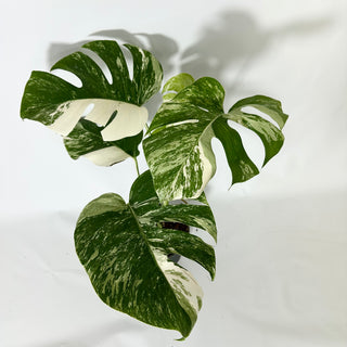 Z-4836 - Monstera deliciosa var. borsigiana albo-variegata