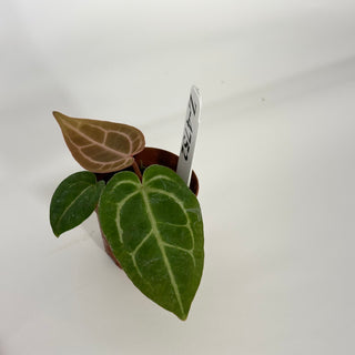 Z-4752 - Anthurium 'Tezula Dreamweaver'/dorayaki x 'Arnold Schwarzenegger' - Seedling