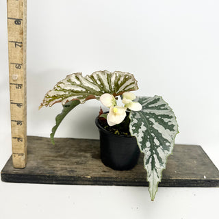 Begonia 'Silver Beauty' [#2151]