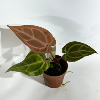 Anthurium 'Tezula Dreamweaver'/dorayaki x 'Arnold Schwarzenegger' - Seedling [#1899]