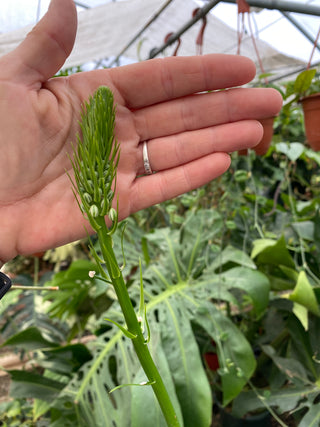 Albuca bracteata