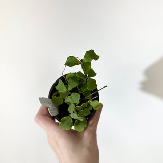 Hoya kanyakumariana [#2137]