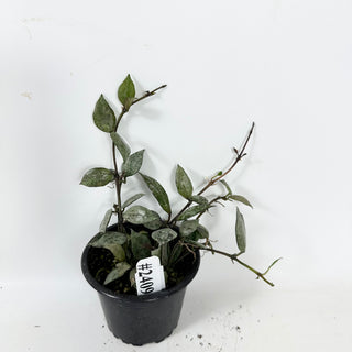 Hoya lacunosa 'Black Aurora' [#2409]