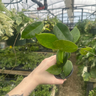 Hoya sp. Papua Skow