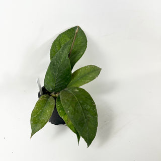 Hoya sp. Aceh Venasi [#1859]