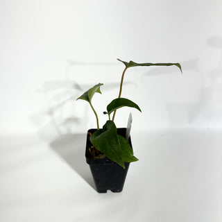Anthurium 'Prince of Darkness' x indo portillae [#1785]