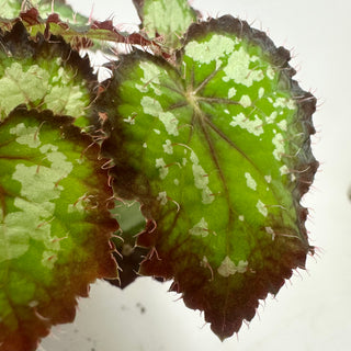 Begonia 'Randy MK2' [#2006]