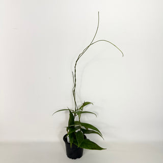 Hoya PMP 173-B [#2289]