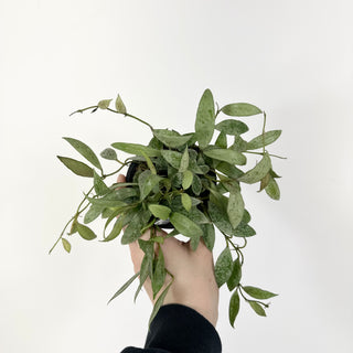 Hoya lacunosa 'Moonlight' [#2226]